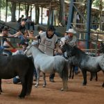 4a-Ranqueada-Alpes-NPPB-reunira-os-melhores-Poneis-do-pais-no-interior-de-SP_1