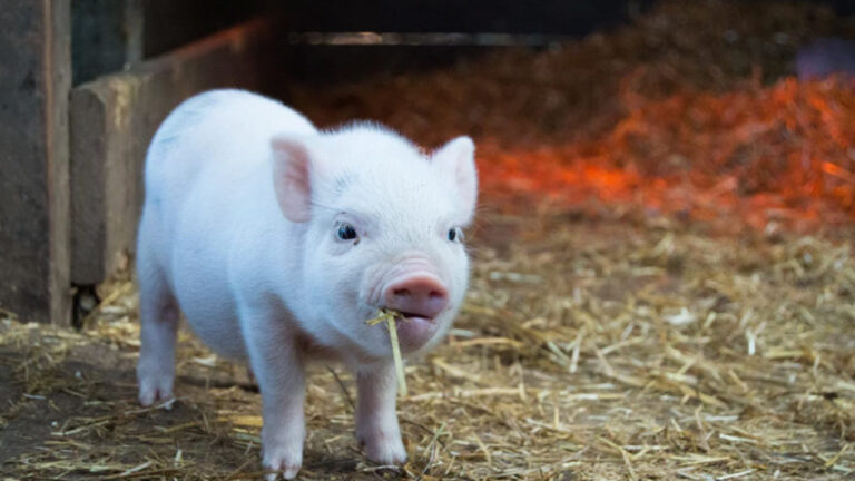 mini-porco-de-estimacao-1280x720