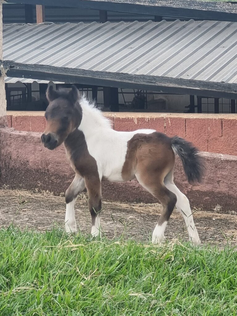 WhatsApp Image 2024-02-12 at 17.17.13