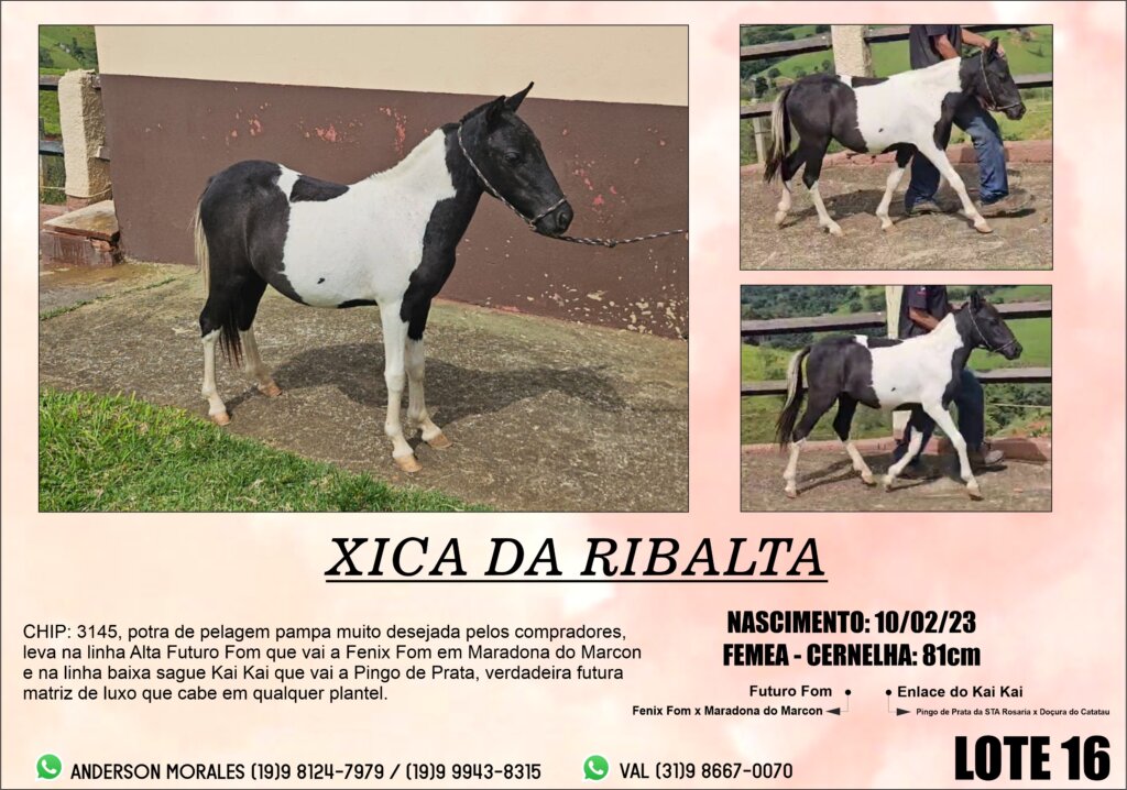 XICA16