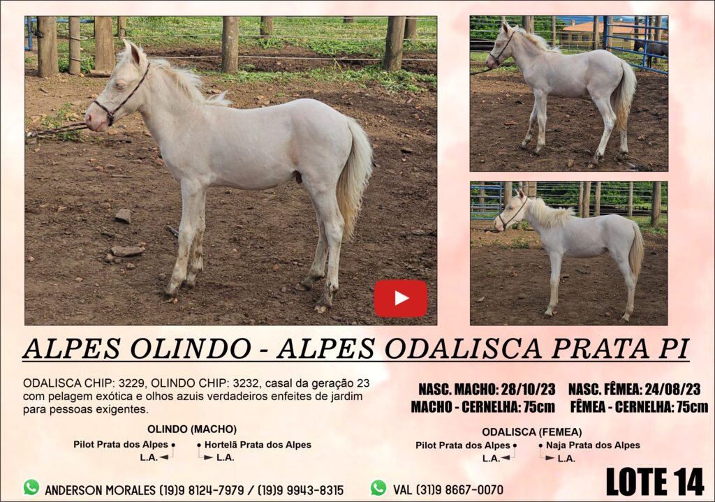 DEFINITIVO CATALOGO 1 LEILAO ALPES KIDS