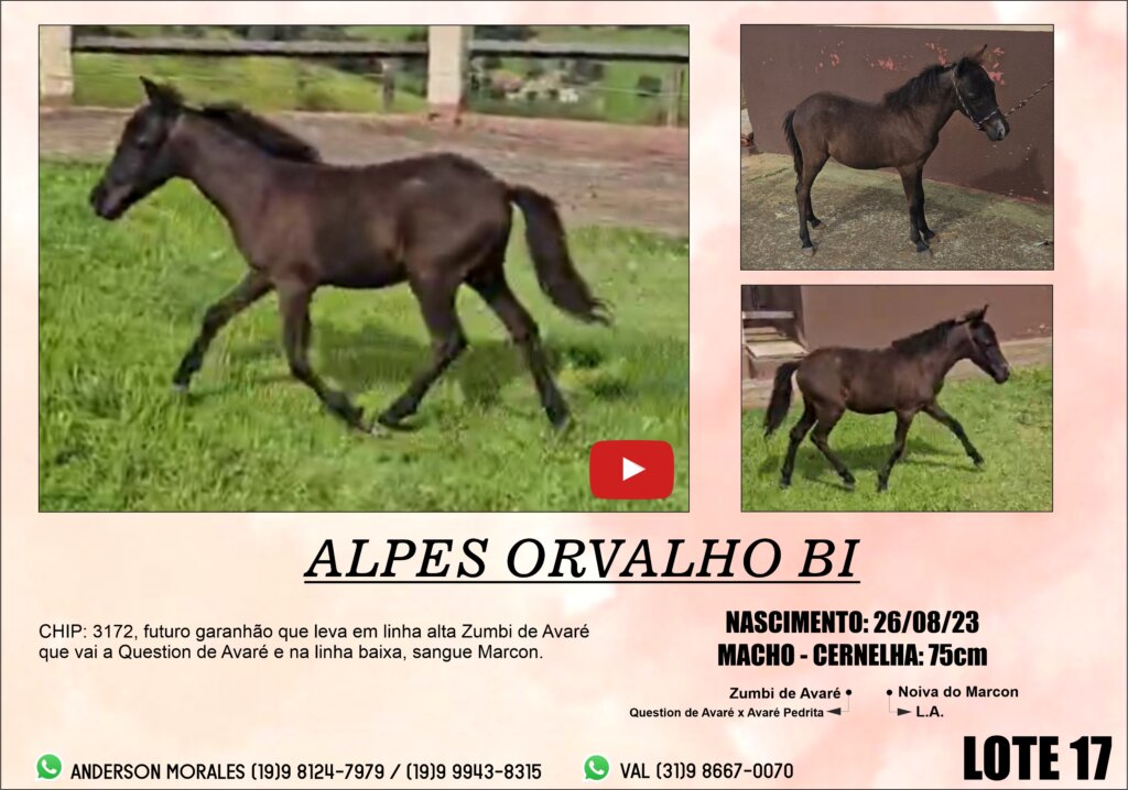 DEFINITIVO CATALOGO 1 LEILAO ALPES KIDS