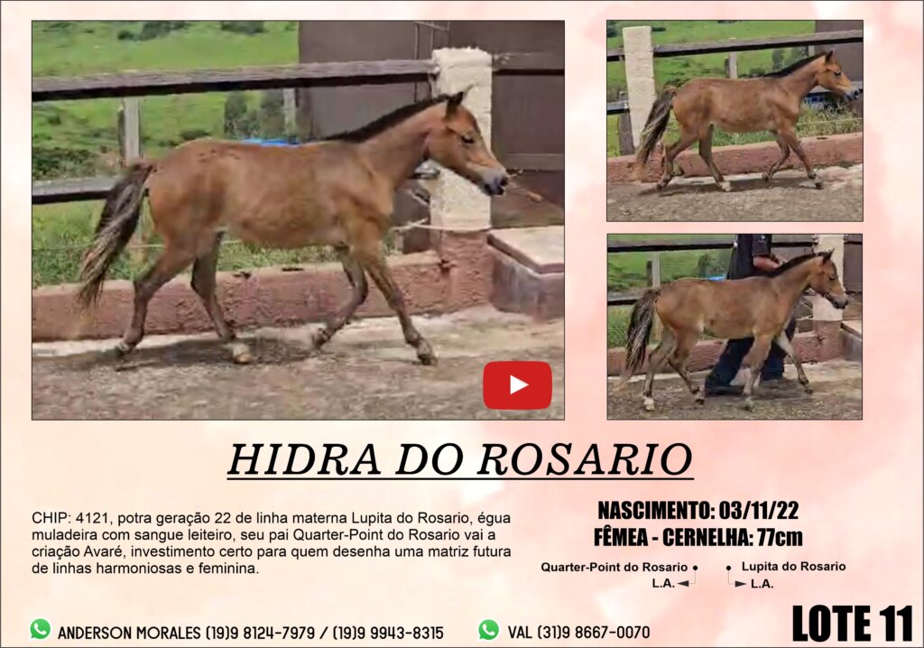 hidra